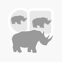 Stickers Rhino